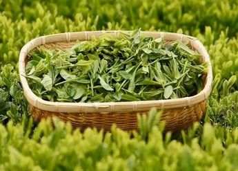 茶葉的起源
